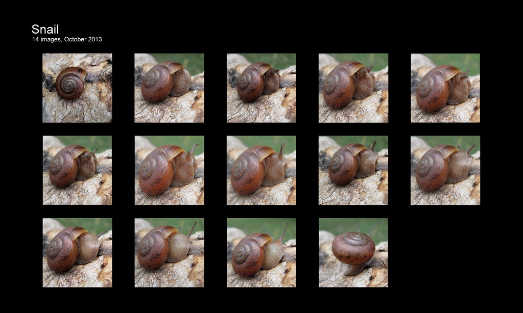 A snail's story by cjwhite