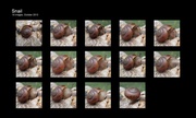10th Oct 2013 - A snail's story