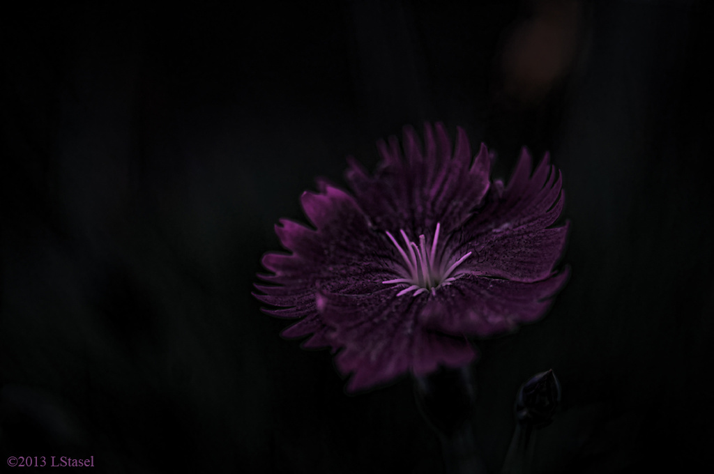 Dianthus by lstasel