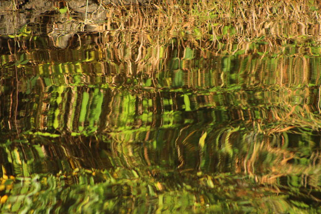 Grassy Reflections by nanderson