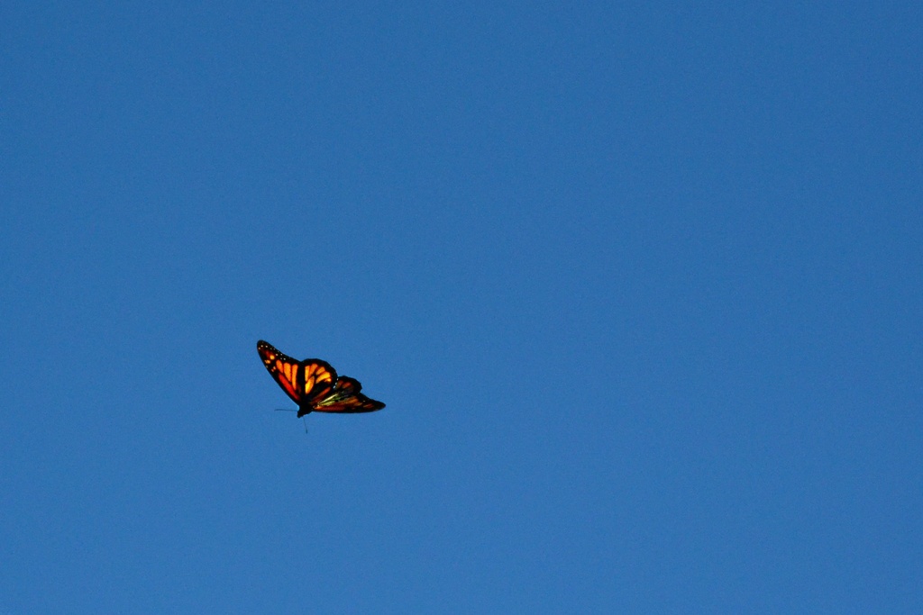 butterfly over by summerfield