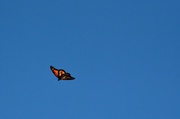 10th Oct 2013 - butterfly over