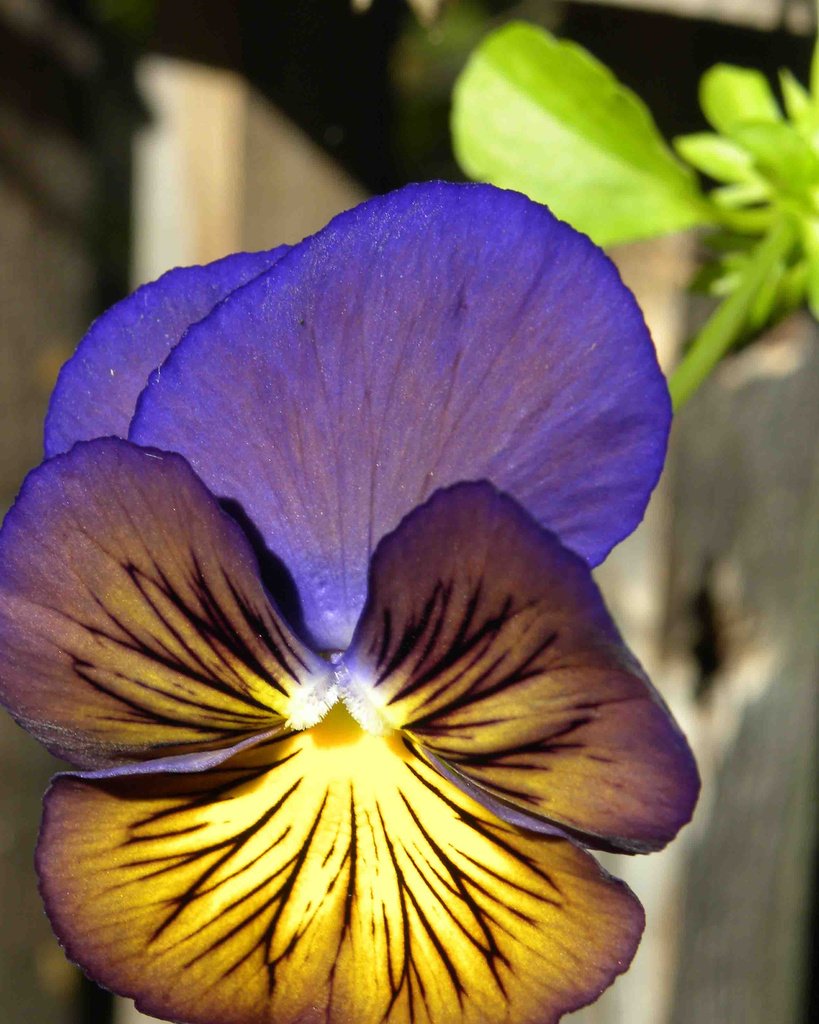 Neon Pansy by sunnygreenwood
