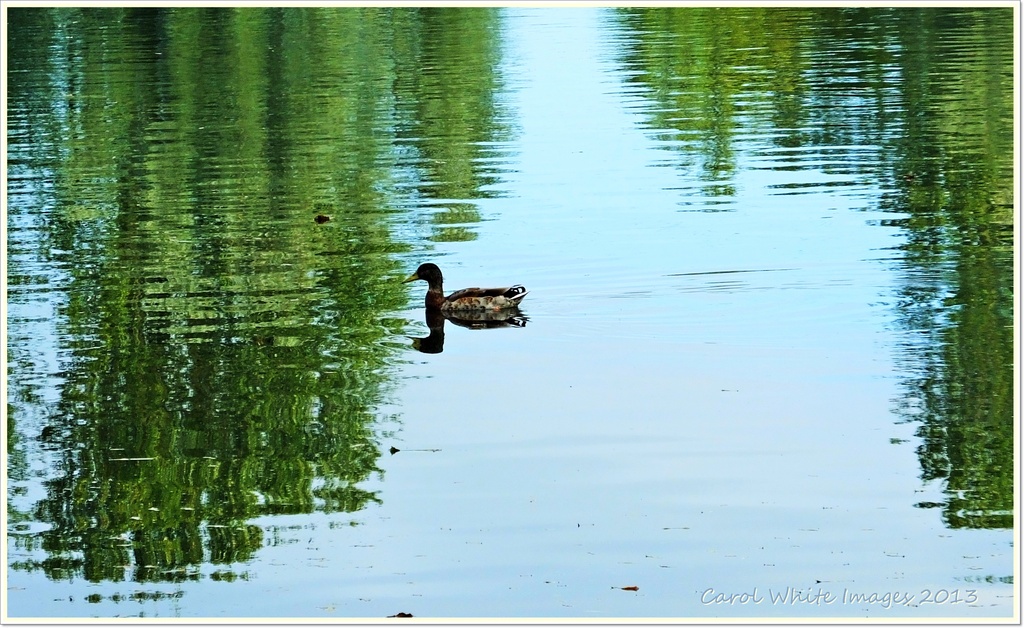 Lonely Duck by carolmw