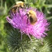 Bees @ Work by oldjosh