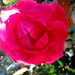 One of my last roses by bruni