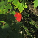 A single red leaf by bruni