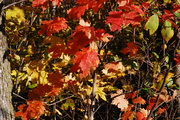 10th Oct 2013 - Fall colours