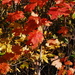 Fall colours by farmreporter