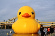 11th Oct 2013 - Giant rubber ducky 2