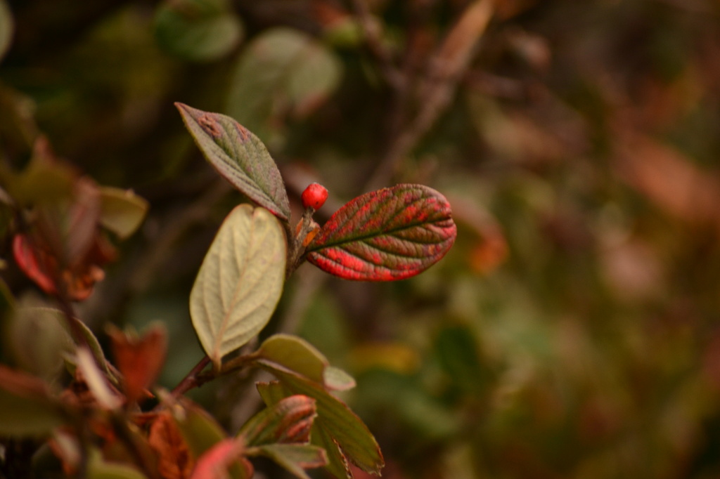 Painted leaves by ziggy77