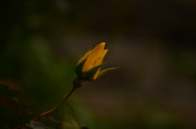 11th Oct 2013 - Rose bud