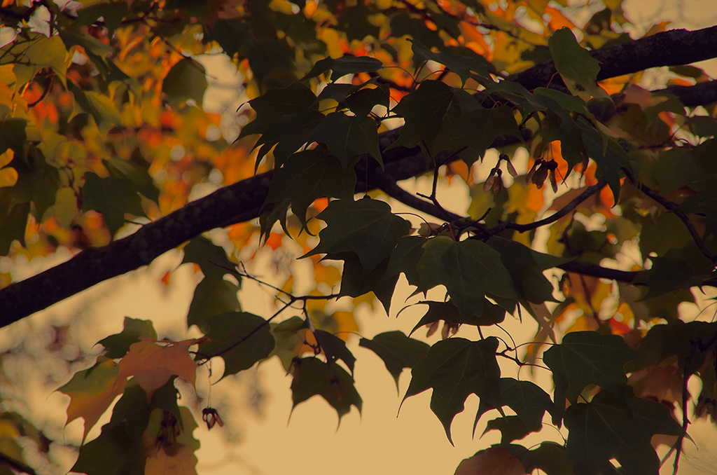 Leaves at evening light by houser934