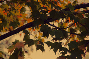 8th Oct 2013 - Leaves at evening light