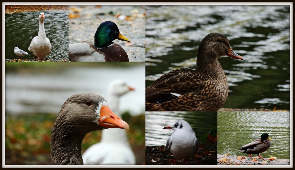 Ducks and geese by rosiekind