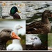Ducks and geese by rosiekind