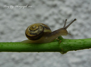 11th Oct 2013 - Snail