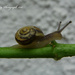 Snail by tonygig