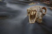 11th Oct 2013 - Screaming Skull