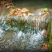 Autumn Stream by tracybeautychick