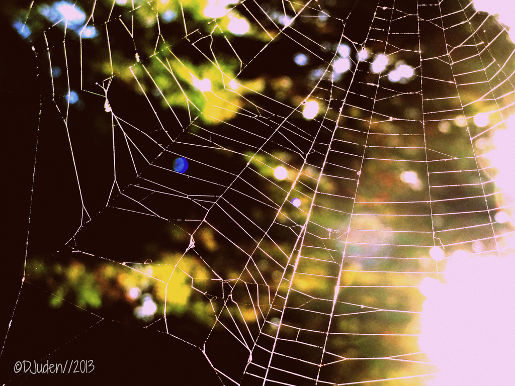 'Web of Dreams' by darrenboyj