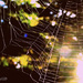 'Web of Dreams' by darrenboyj