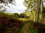 11th Oct 2013 - Walking in Mortimer forest....