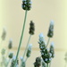 White Lavender by salza