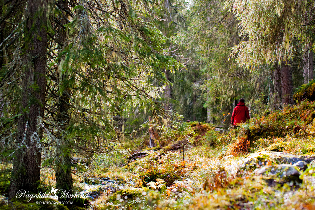 Norwegian Woods by ragnhildmorland