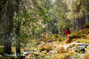 7th Oct 2013 - Norwegian Woods