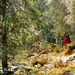 Norwegian Woods by ragnhildmorland