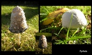 11th Oct 2013 - Back to some fungus.