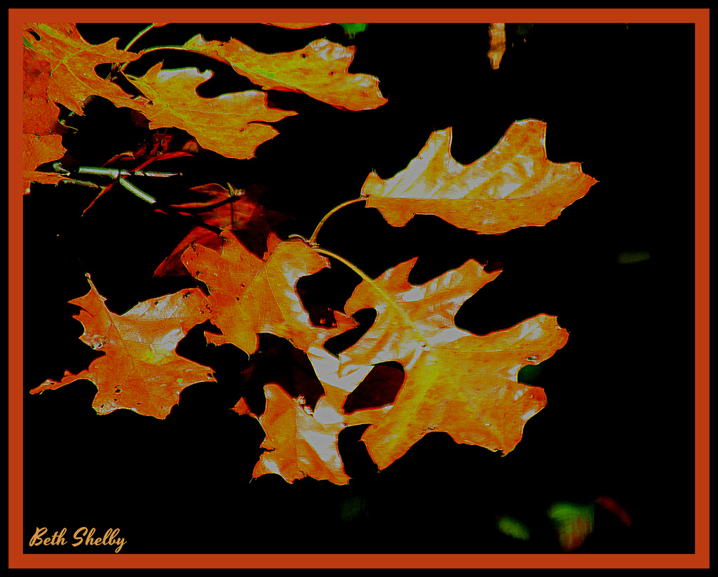 Oak Leaves by vernabeth