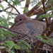 Cape Turtle Dove on nest in Acacia Tree by judithdeacon