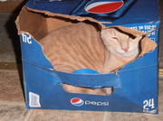 9th Oct 2013 - Pepsi Cat