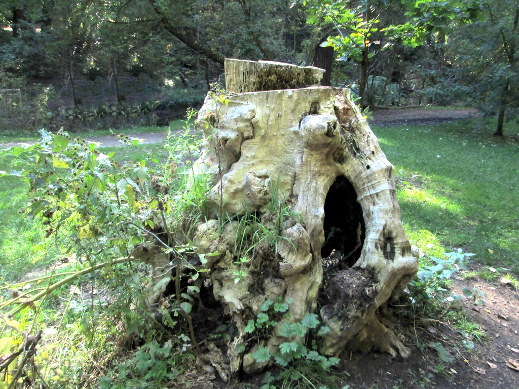 Came across this tree stump  by bruni