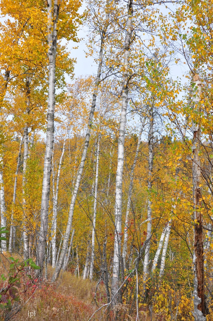 the birch... by earthbeone