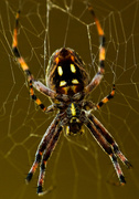 11th Oct 2013 - (Day 240) - Underneath the Arachnid