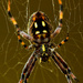 (Day 240) - Underneath the Arachnid by cjphoto