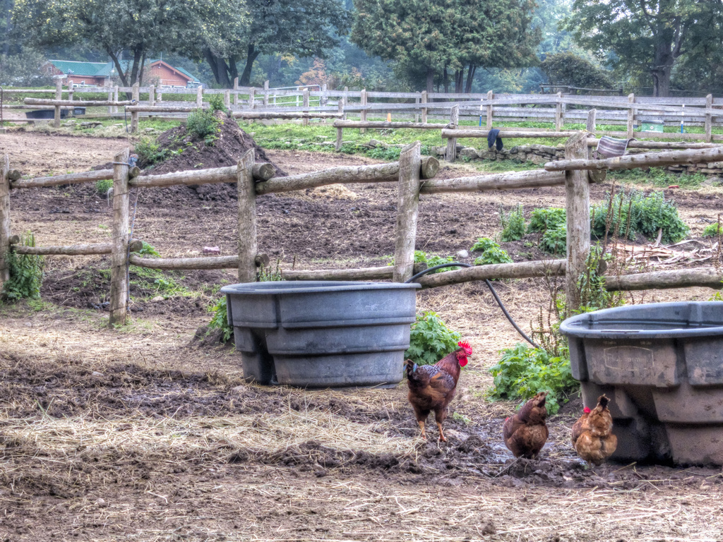 Barnyard Chickens by pdulis