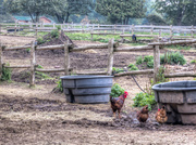 11th Oct 2013 - Barnyard Chickens