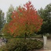 Tree with colours by annelis