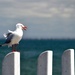 Gull by teodw