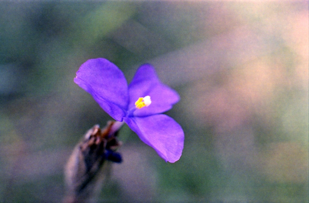 Purple flag by peterdegraaff