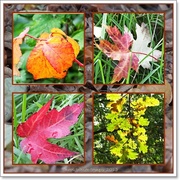 12th Oct 2013 - Autumn Leaves