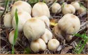 12th Oct 2013 - Toadstools