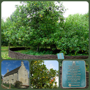 13th Oct 2013 - The Isaac Newton apple tree