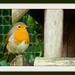 12th October 2013 Robin by pamknowler