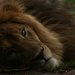 Lion by kerristephens