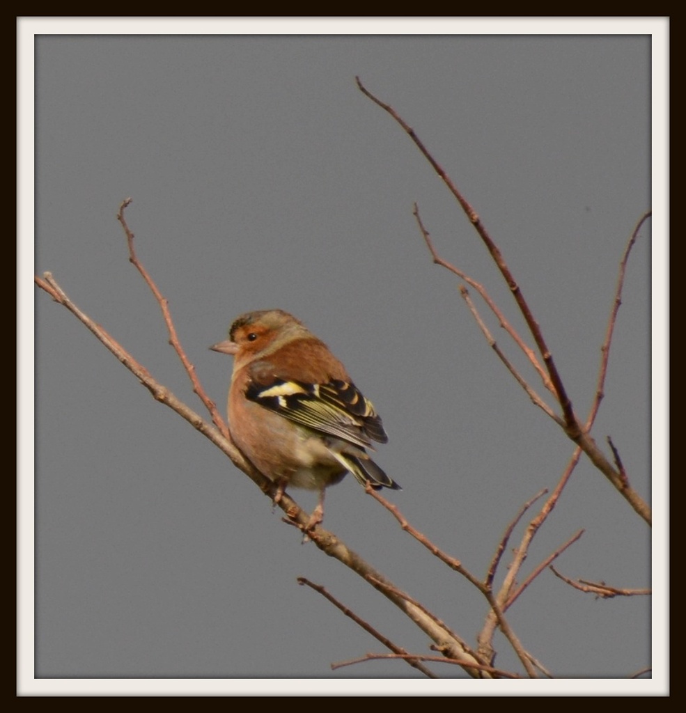 Chaffinch by rosiekind